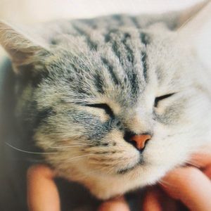 Meet your Posher, Ronnie